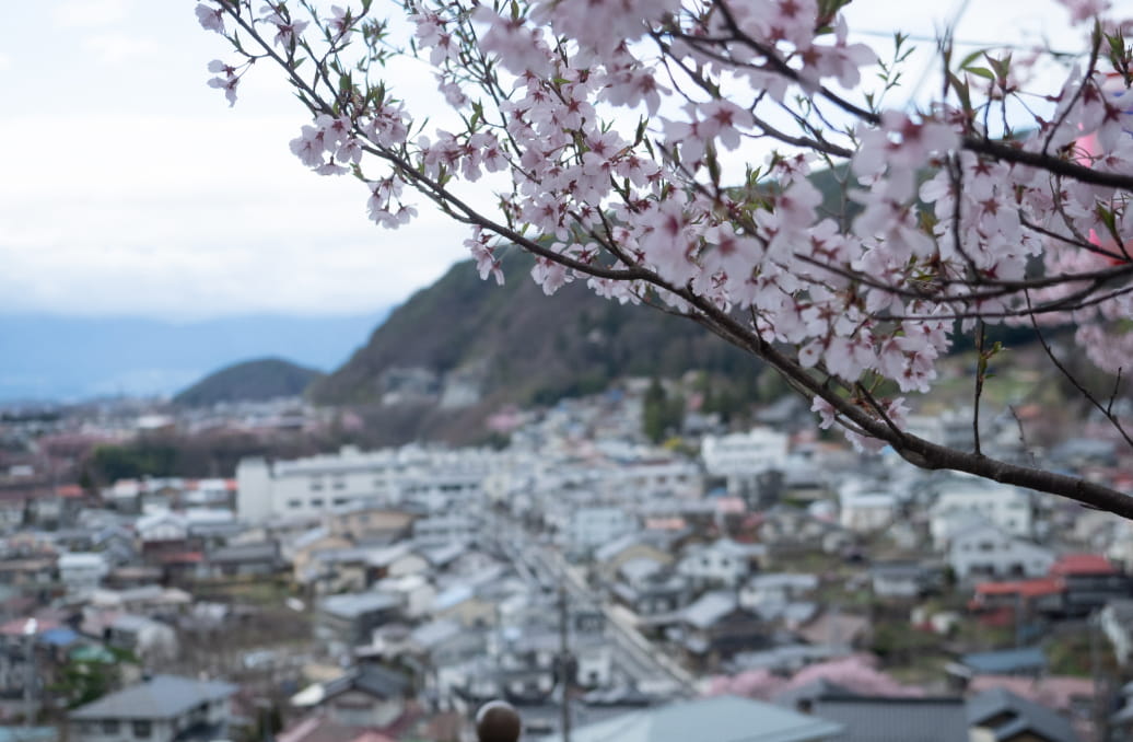 桜の木